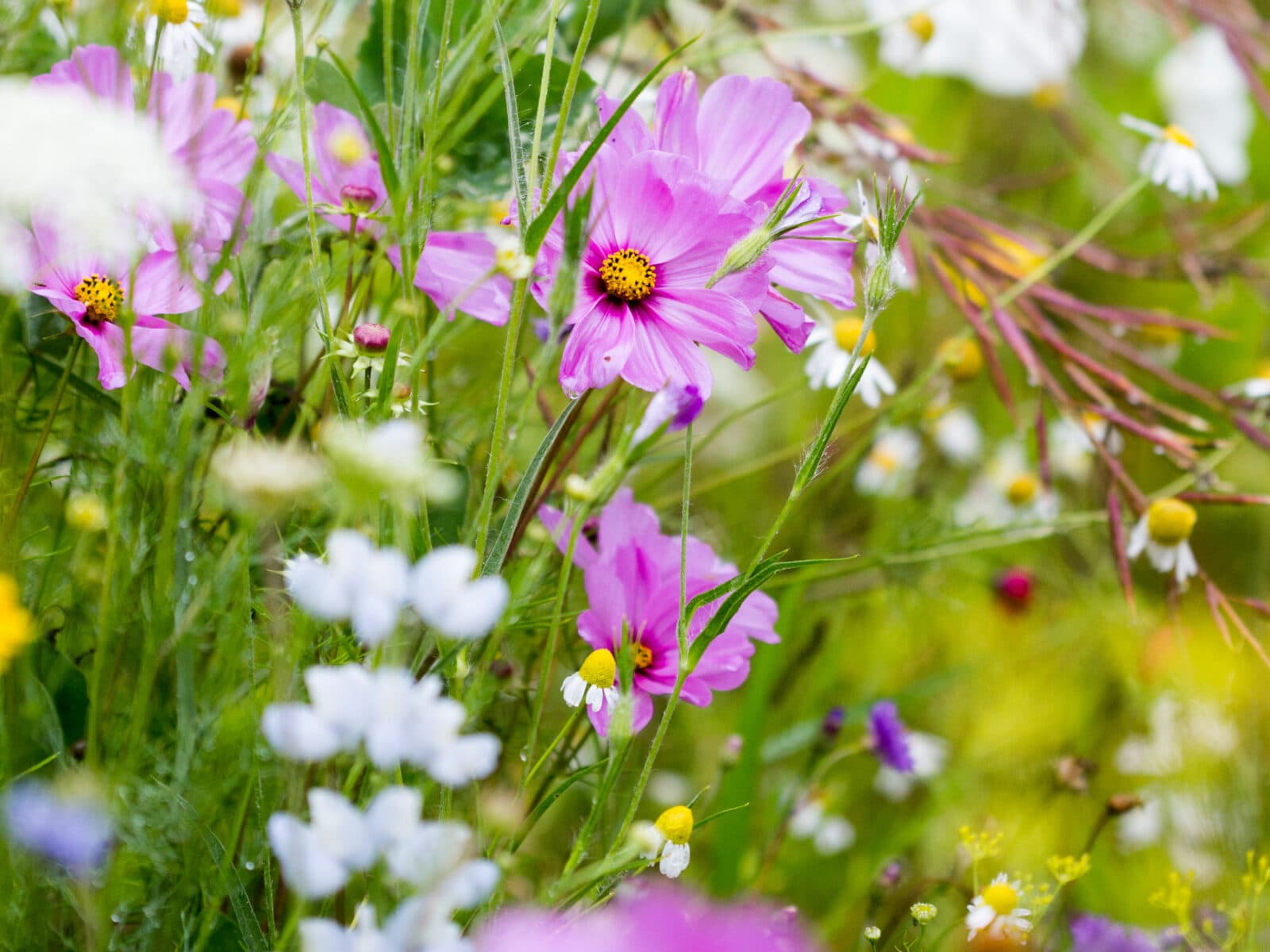 Blommor, prästkrage, äng, blomsteräng, sommar, vallmo