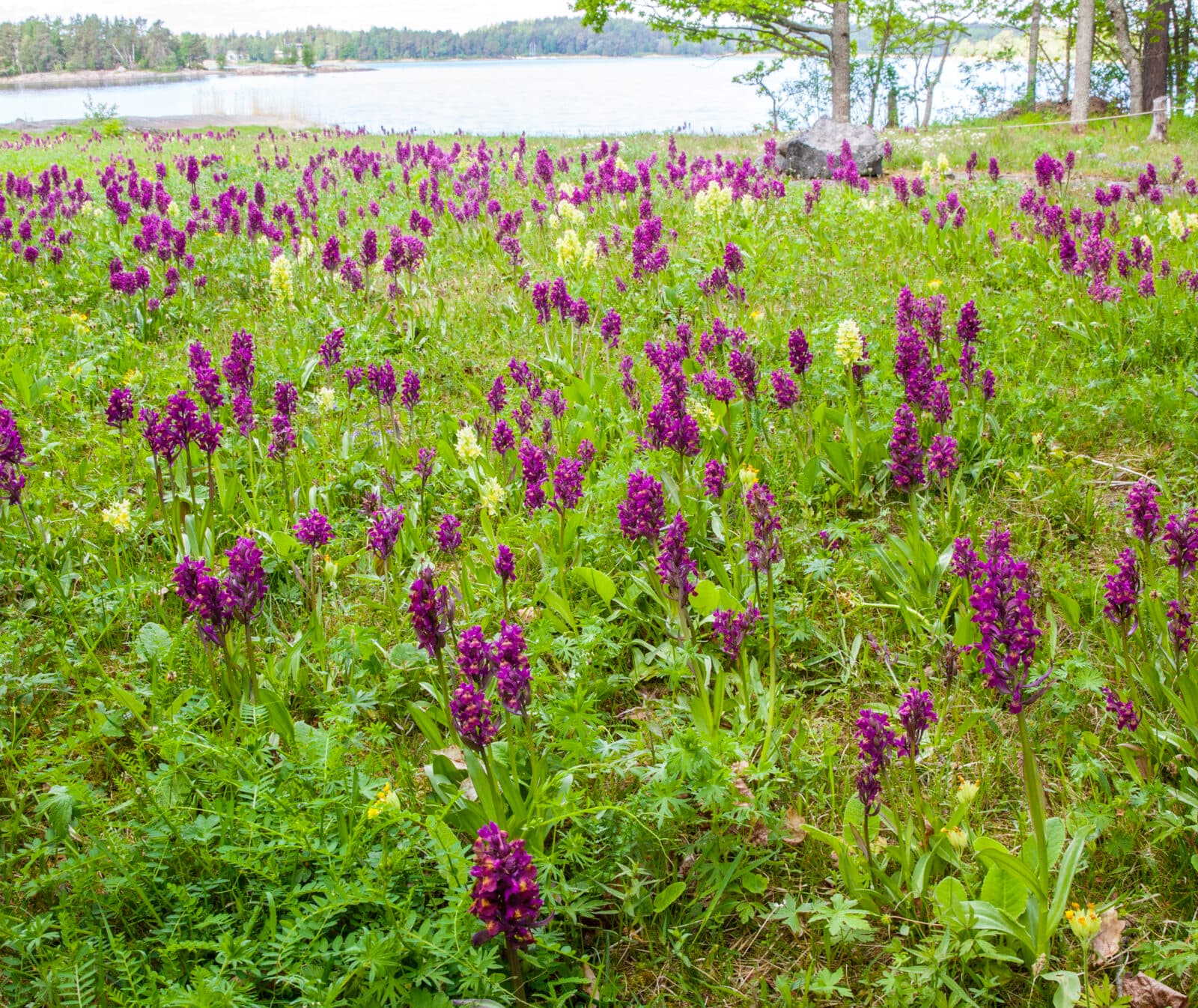 Ängsö, nationalpark, blommor,fridlysta,lila.gula,äng