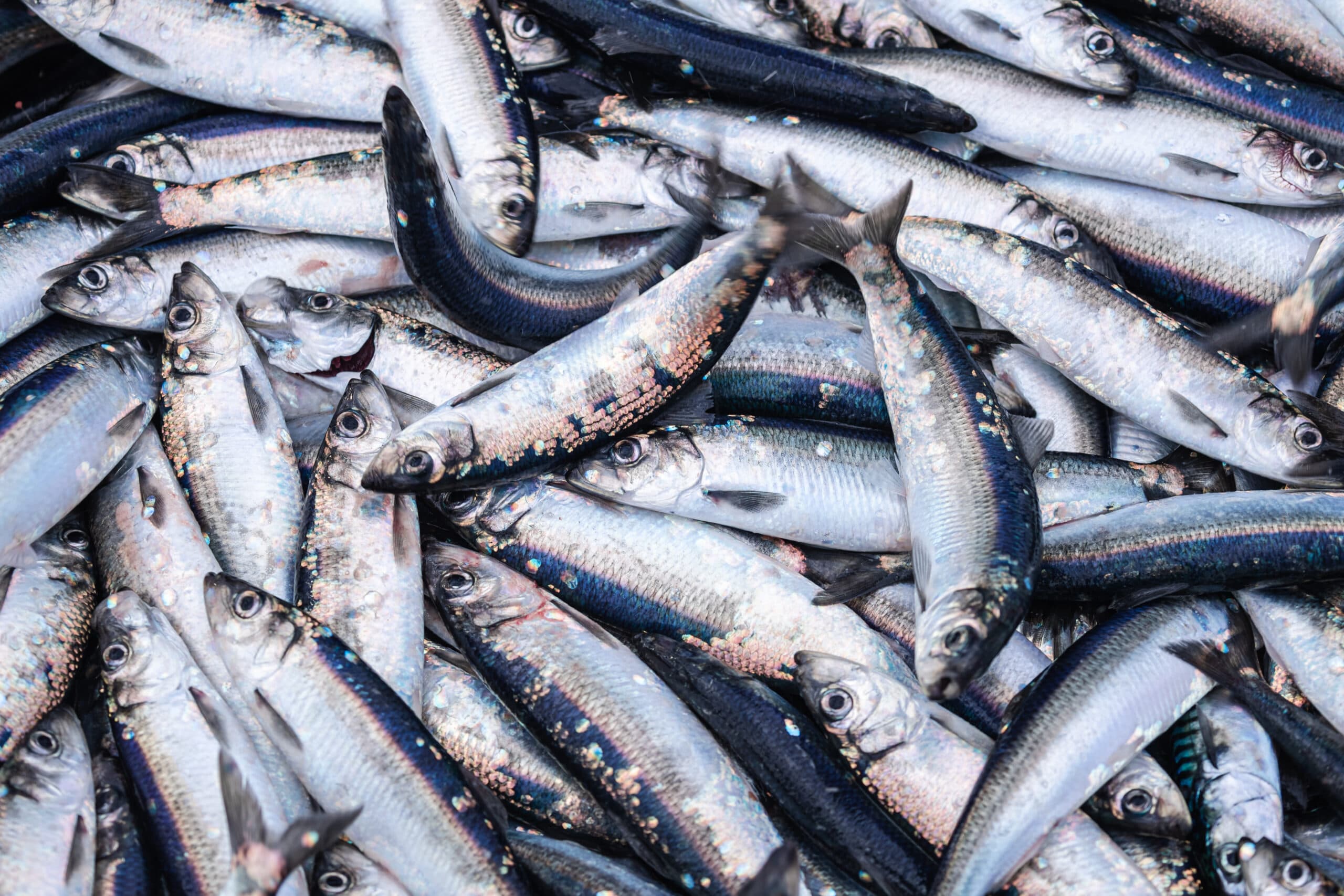 Bilden visar en samling av fiskar som ligger tätt intill varandra. Fiskarna har en blåaktig färg på ryggen och silverfärgad buk, med små fjäll som reflekterar ljuset. De ser ut att vara nyligen fångade och ligger huller om buller, med vissa fiskar som ligger ovanpå andra. Det är svårt att avgöra exakt vilken art dessa fiskar är, men de påminner om sill eller skarpsill till utseendet.