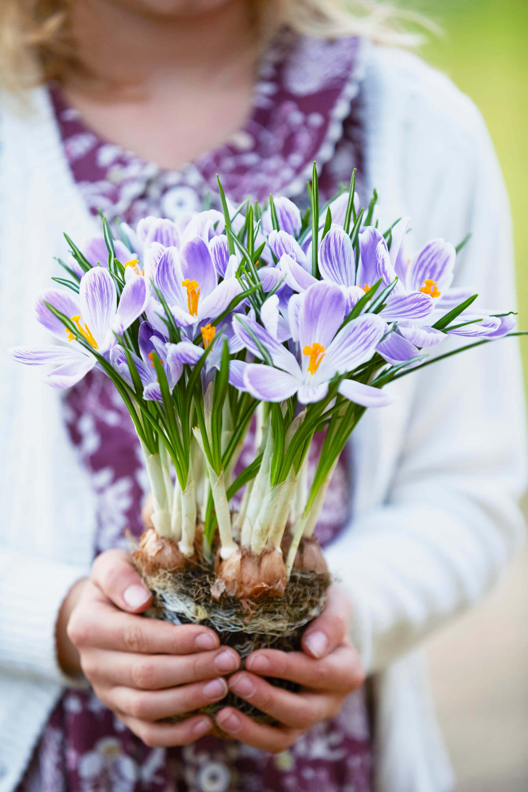 Barnhänder som håller en kruka med krokus. Krokusarna i studien var besprutade med miljöskadliga bekämpningsmedel.